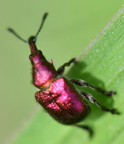 Réf. 252 506 : Rhynchites auratus